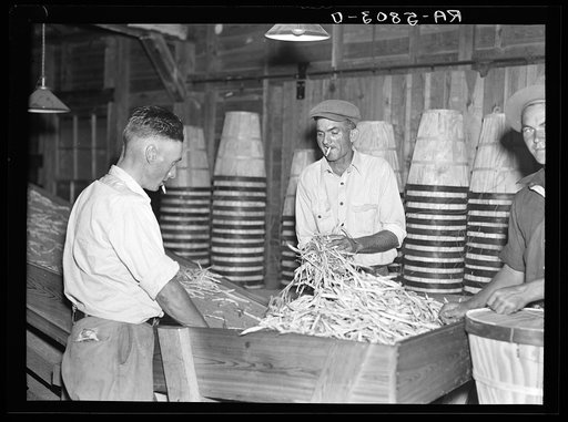 "Jungle George," veteran fruit tramp at work in the packinghouse of Deerfield, Florida