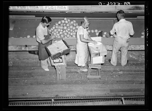 Packing citrus fruit. Fort Pierce, Florida