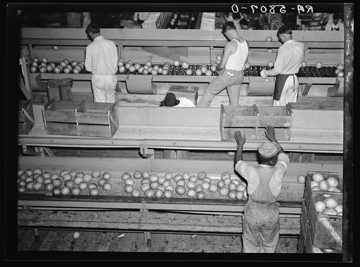 Grading citrus fruits in the packing plant at Fort Pierce, Florida