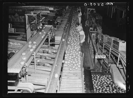 Scene in the packinghouse at Fort Pierce, Florida