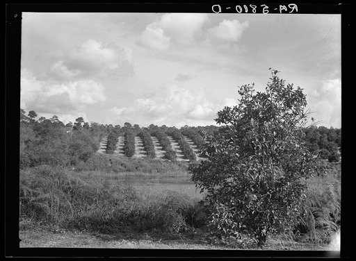 A Florida orange grove. Polk County, Florida