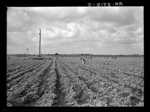 Picking beans in the "muck." Belle Glade, Florida