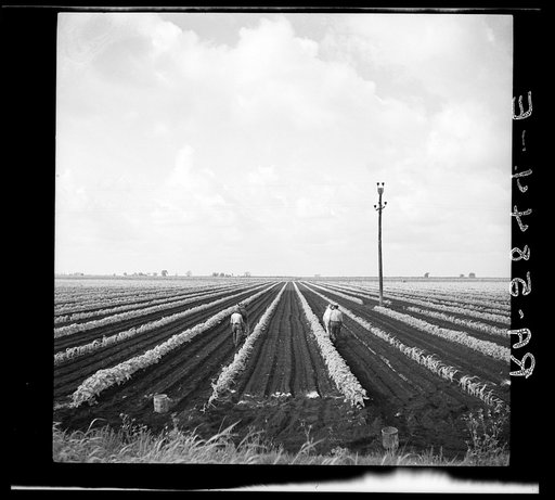 Planting beans near Belle Glade, Florida