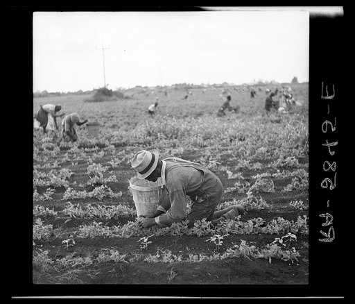 Picking beans. Belle Glade, Florida