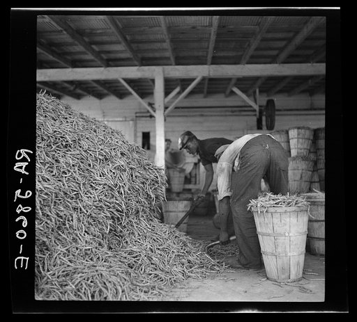 Negro workers and beans in the vegetable canning plant. Dania, Florida