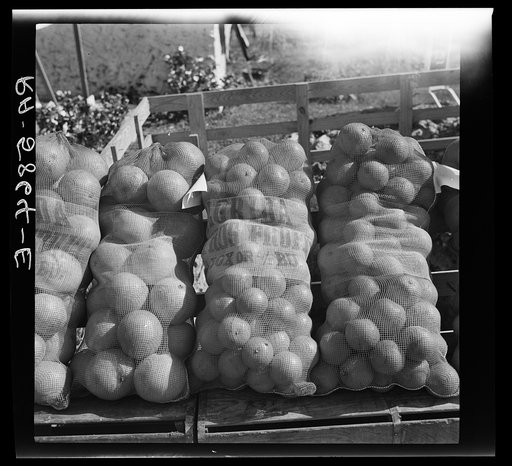 Indian River oranges. Polk County, Florida