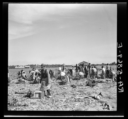 Harvesting celery at Sanford, Florida