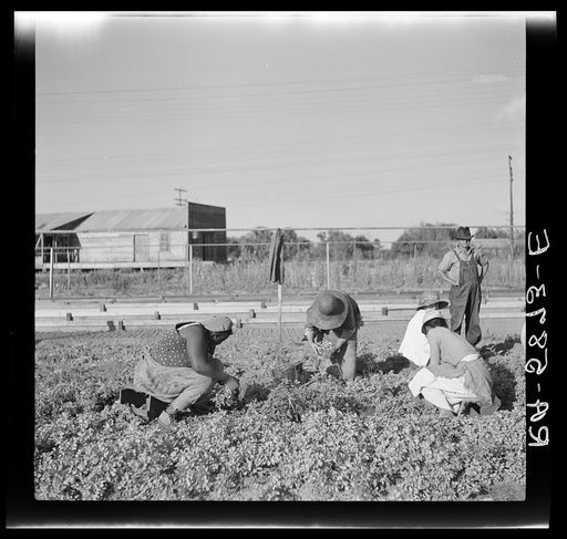 Pulling young celery shoots out of the beds before replanting in the fields. Sanford, Florida