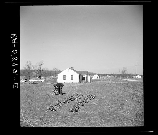 Working in garden at Palmerdale Homesteads, Alabama. New homesteads in background