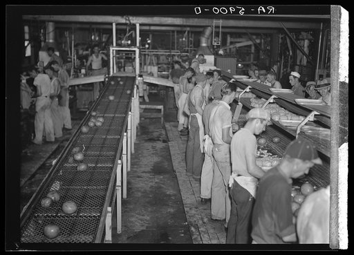 Grapefruit canning plant at Winterhaven, Florida. Many of these employees are migrant workers
