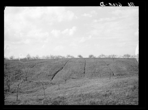 Erosion in this apple orchard started from dead furrows. The farmer could have prevented much of this erosion by plowing across the hillside instead of towards the trees. Illinois