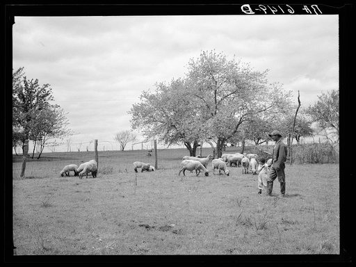 Leo Wilks, rehabilitation client, and sheep purchased with rehabilitation loan. Callaway County, Missouri