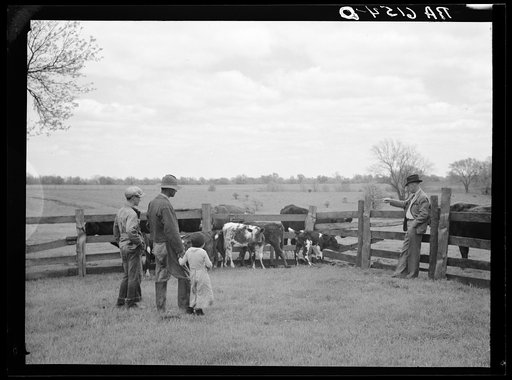 Rehabilitation Administration supervisor Keller pointing to calves born from cows purchased with rehabilitation loan to Mr. Wilks. Callaway County, Missouri