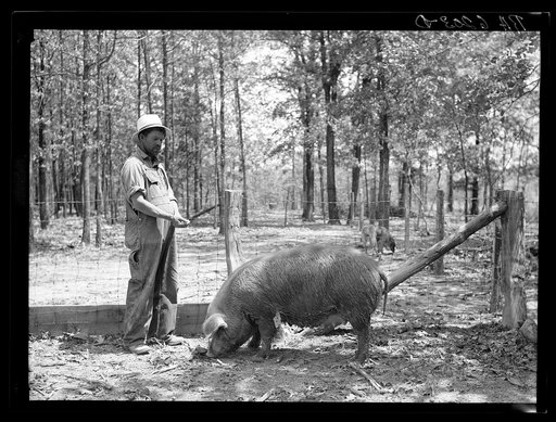 Client and one year old sow purchased with rehabilitation loan. Missouri