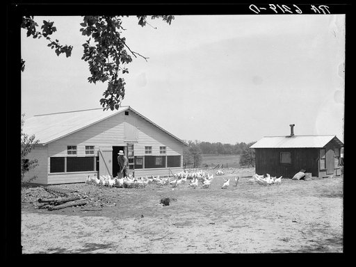 Rehabilitation client and laying house built with rehabilitation funds. Dent County, Missouri