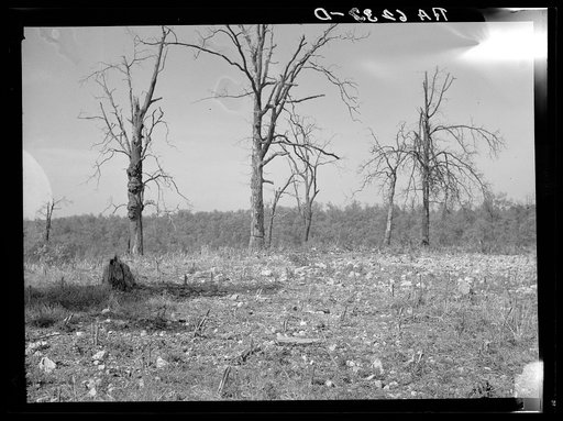Typical Ozark backwoods scene, a corn patch in rocky soil. Meramec Forest project area. Near Salem, Missouri