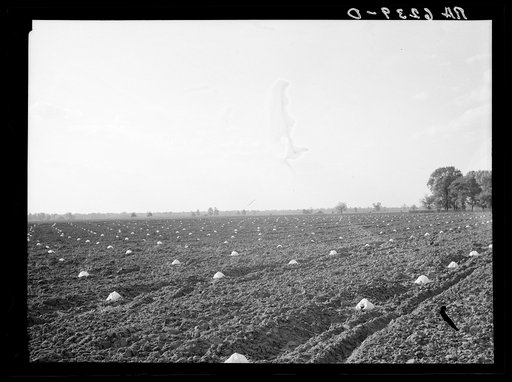 A melon field protected against insects. Mississippi County, Missouri