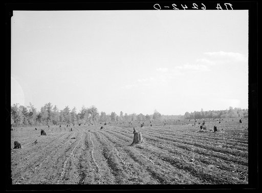 Cotton planted in cut-over field. Mississippi County, Missouri