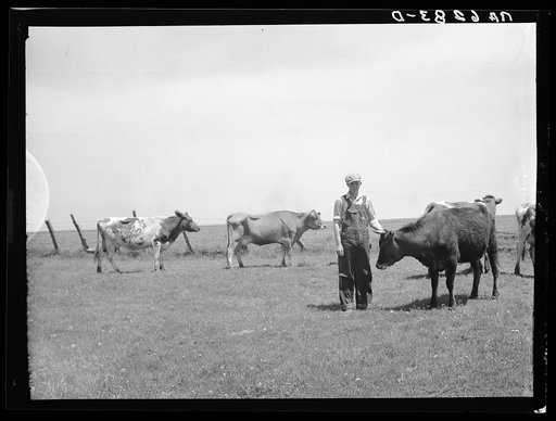 Marion Hills, rehabilitation client, and dual purpose cattle purchased with rehabilitation loan. Center County, Iowa