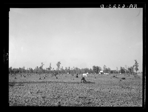 Cultivating early cotton crop in Crittenden County, Arkansas. The next stage will be "cotton chopping" to cut down the weeds