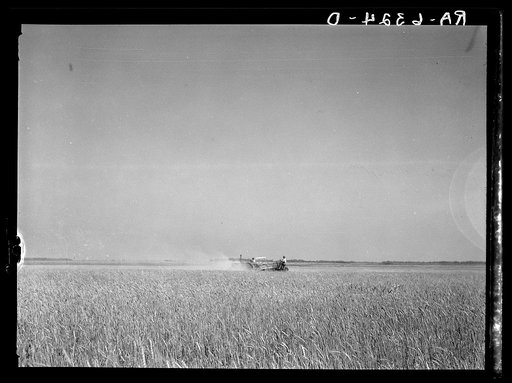Harvesting fall wheat in Arkansas near Little Rock