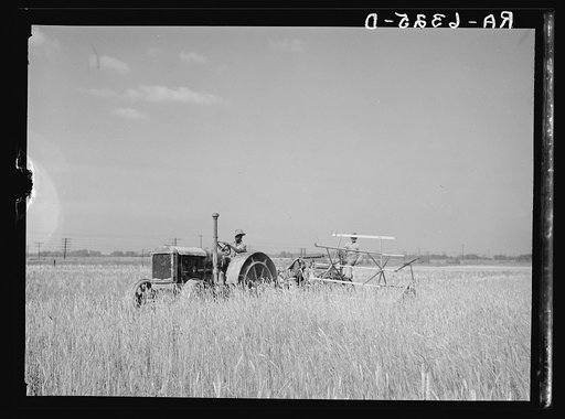 Harvesting fall wheat in Arkansas near Little Rock