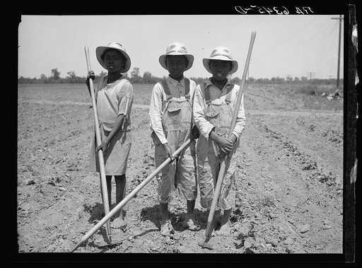 Children chopping cotton. Near Marked Tree, Arkansas. (Ages, left to right: ten years, thirteen years, eight years)