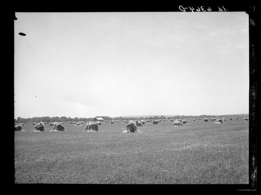 Fall wheat near Batesville, Arkansas