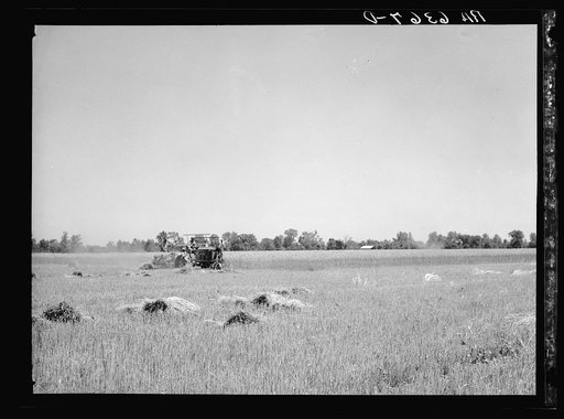 Binding of wheat near Batesville, Arkansas