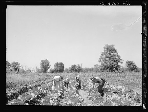Rehabilitation clients in garden showing cabbages grown this season. Near Batesville, Arkansas