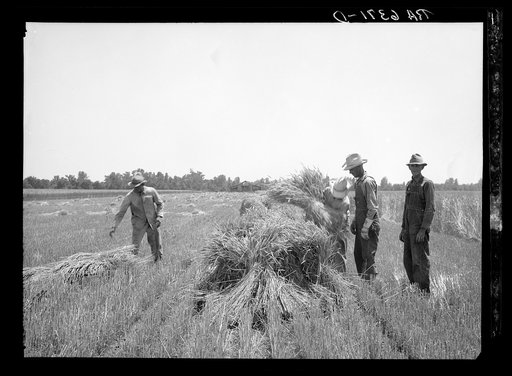 Wheat binding near Batesville, Arkansas