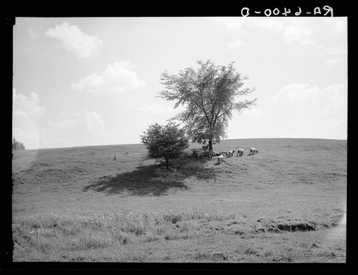 Sheep on farm near Roanoke, Indiana
