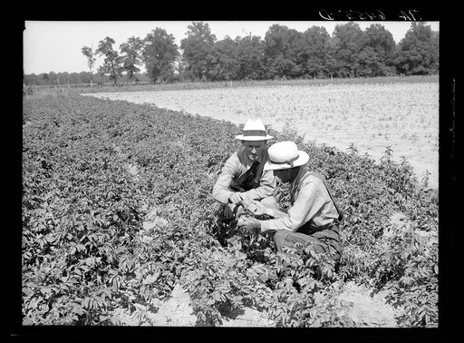 Resettlement Administration rehabilitation loan supervisor talking with client on potato raising problems. Near Batesville, Arkansas
