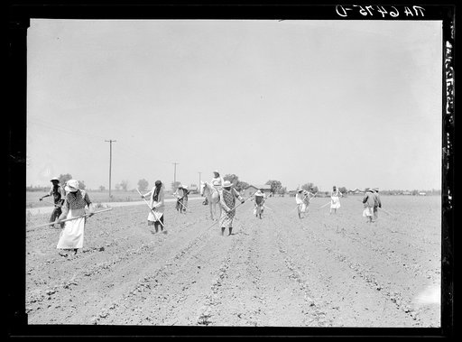 Cotton chopping on Mississippi Delta land near Clarksdale, Mississippi