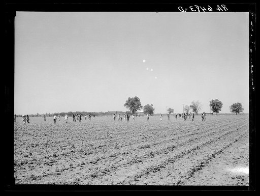 Cotton chopping on Mississippi Delta land near Clarksdale, Mississippi