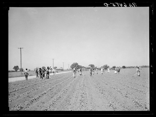 Cotton chopping on Mississippi Delta land near Clarksdale, Mississippi