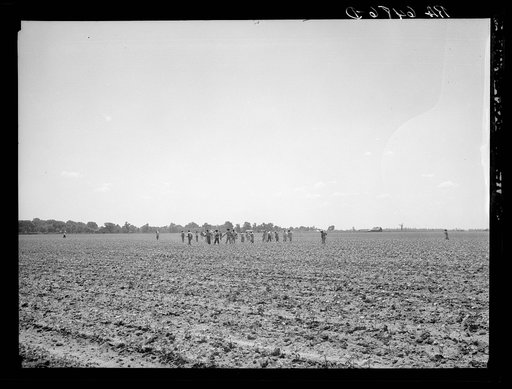 Cotton chopping on Mississippi Delta land near Clarksdale, Mississippi
