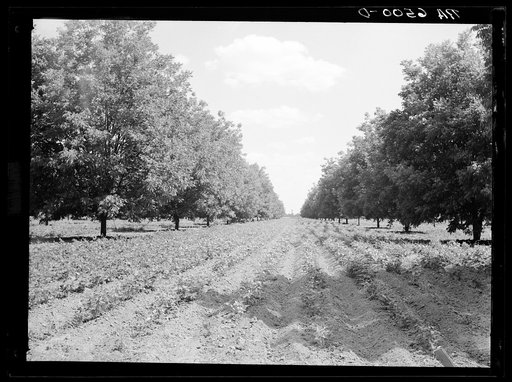 Pecan grove with soybeans. Sunflower plantation, just optioned by Resettlement Administration. Near Sunflower, Mississippi