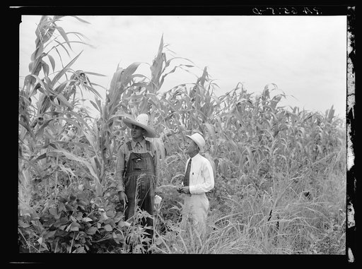Rehabilitation client and rehabilitation loan supervisor in St. Charles Parish near New Orleans looking over corn yielding: one hundred bushels an acre. This corn has been planted on land which has grown fallow for more than twenty-six years due to a sugarcane blight