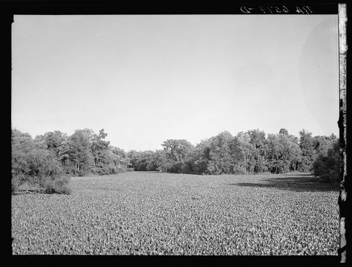 Water hyacinths, a beautiful water lily of Louisiana which has so completely blocked up this state's drainage systems that a move is being made to destroy them. Note how completely the body of water has been filled by the plants