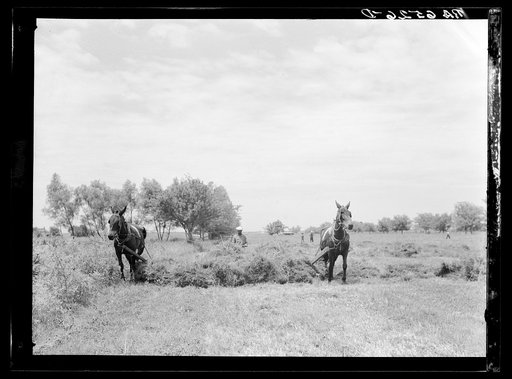 Rehabilitation Administration client racking clover with "sweep rake" at farm. St. Charles Parish, Louisana