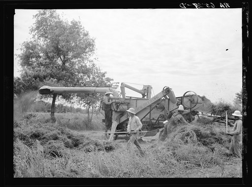Threshing white dutch clover at farm in St. Charles Parish near New Orleans, Louisana