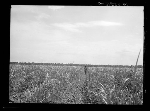 Sugar cane field of Resettlement Administration client. St. Charles Parish. Near New Orleans, Louisiana. The planting of the fields, long fallow, has been made possible by Resettlement Administration loans. A new healthy cane is now being cultivated, resistant to root rot, which caused the abandonme