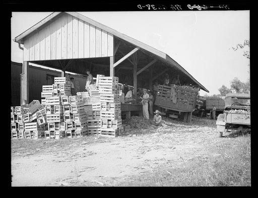 Cooperative corn packing and shipping shed operative near Paradise, Louisana. Near New Orleans