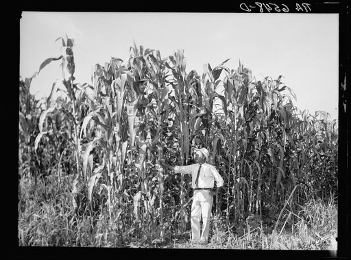 Rehabilitation Administration loan supervisor, St. Charles Parish, near New Orleans, Louisiana, standing alongside corn which is yielding one hundred bushels an acre. This land has not been planted on for more than twenty-six years