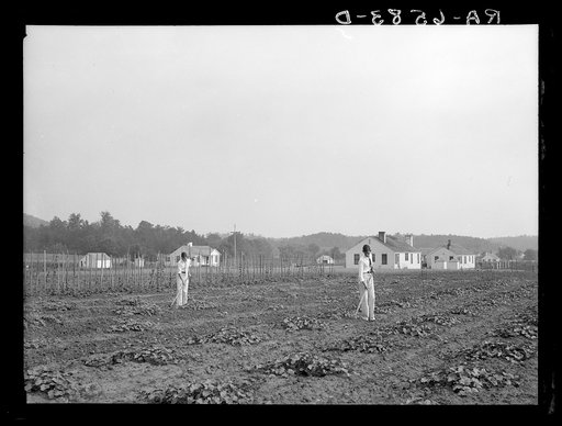 Palmerdale Homestead boys working a watermelon patch near their house. Alabama