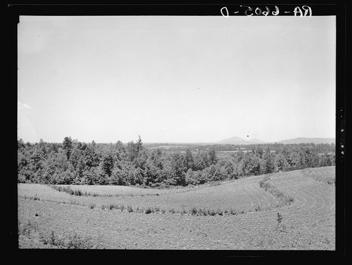 Terracing and cotton patch with Appalachian Mountains in the distance. Near Cornelia, Georgia