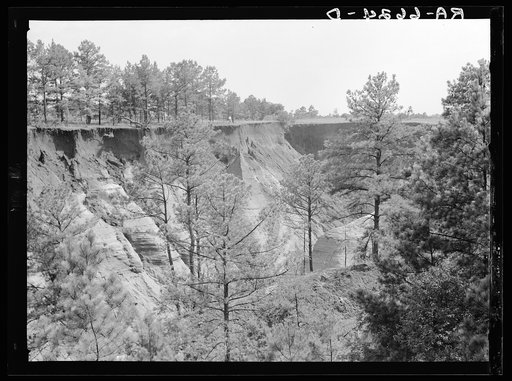 Cornfield cultivated near erosion pit near Havana, Alabama. Near west Alabama land use demonstration project near Greensboro. Note "Utah clay formation" in bottom of pit