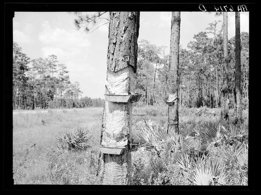 Pine tree practically girdled with two boxes in southern Georgia, near Valdosta