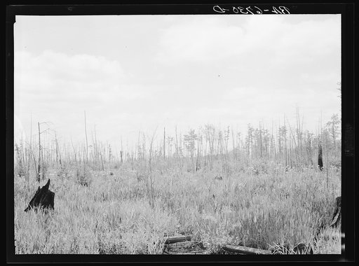 Marsh area on edge of Okefenokee Swamp, part of purchase area of Coastal Flatwoods upland game conservation project. Near Waycross, Georgia